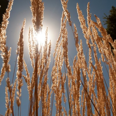 Wheat obscures a bright sun