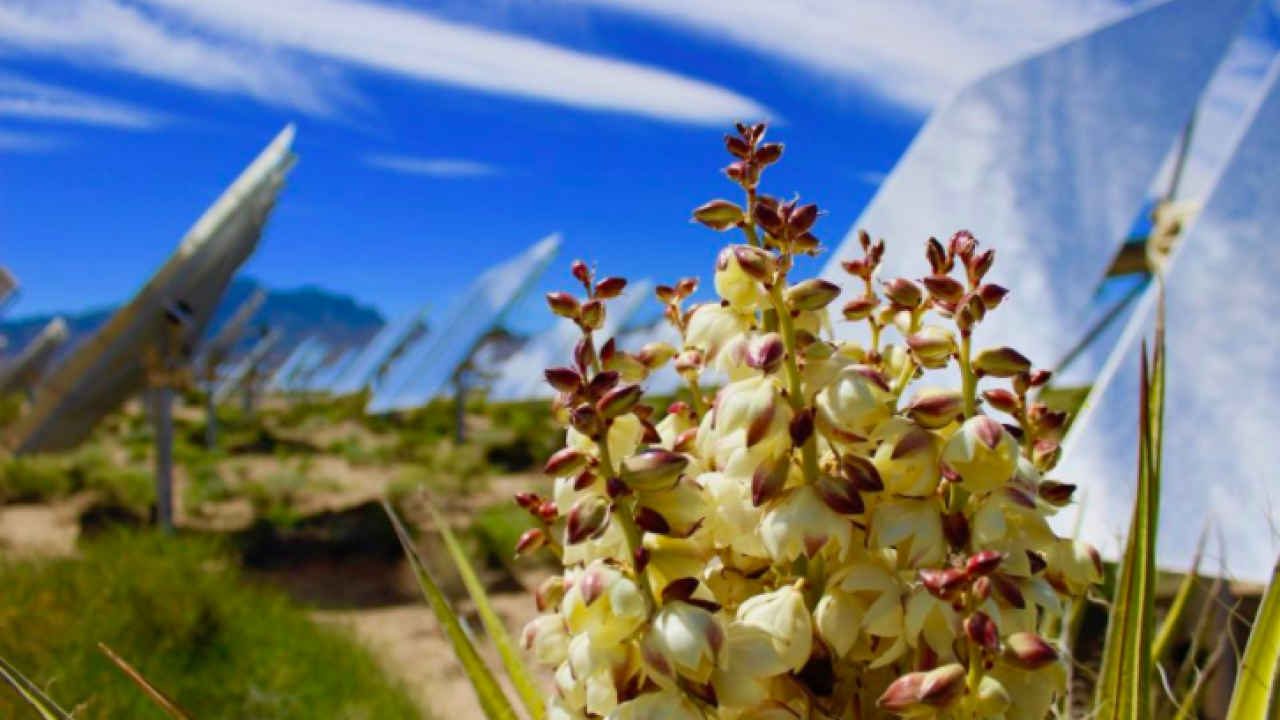 Yucca grows near a solar facility in the Mojave Desert. 