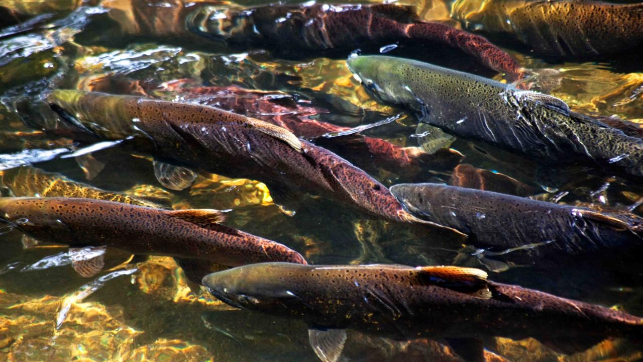 Chinook Salmon
