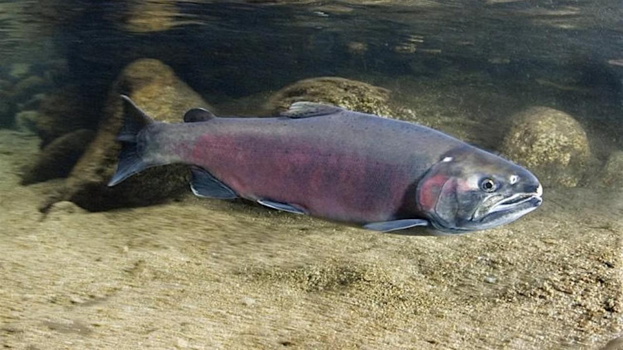 Salmon swimming