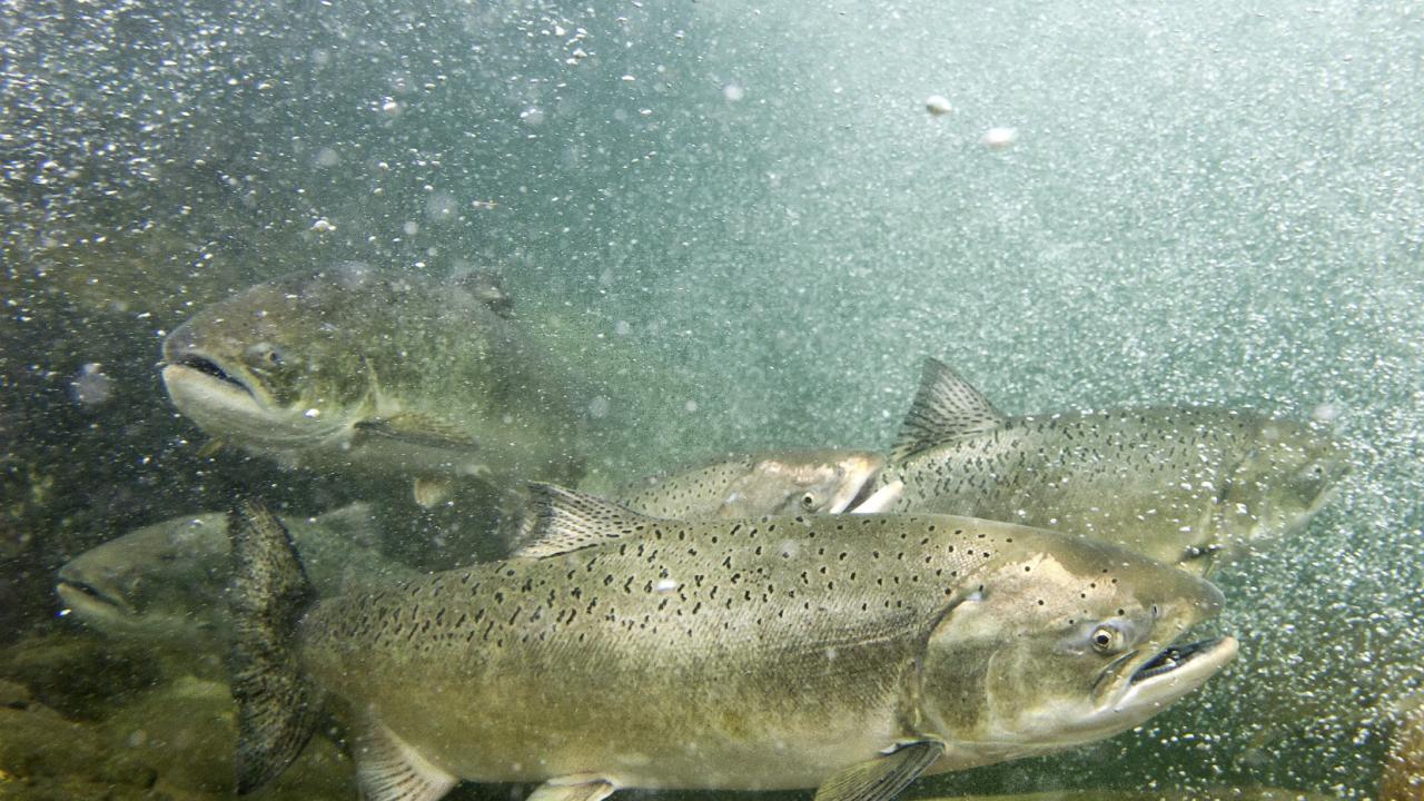 Chinook_Salmon