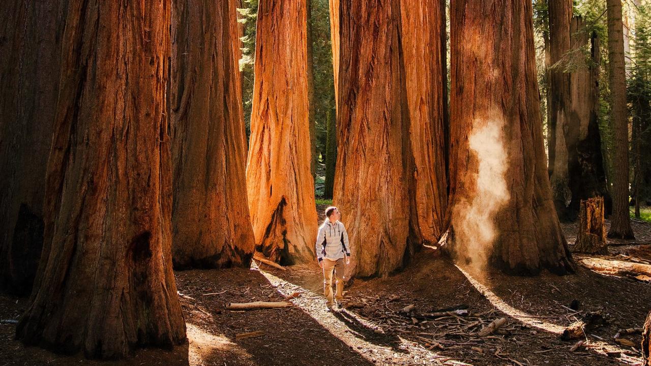 Man walking through grove of large trees