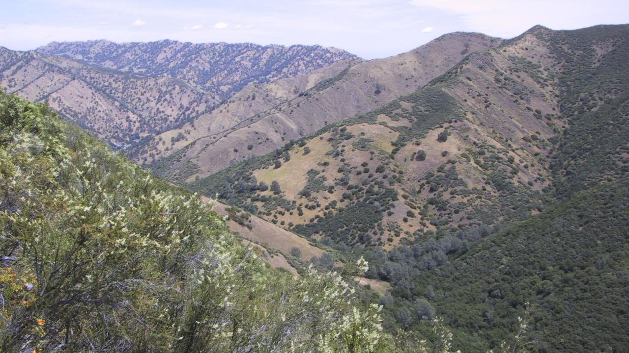 Grassy hills dotted with trees on a dry summer day