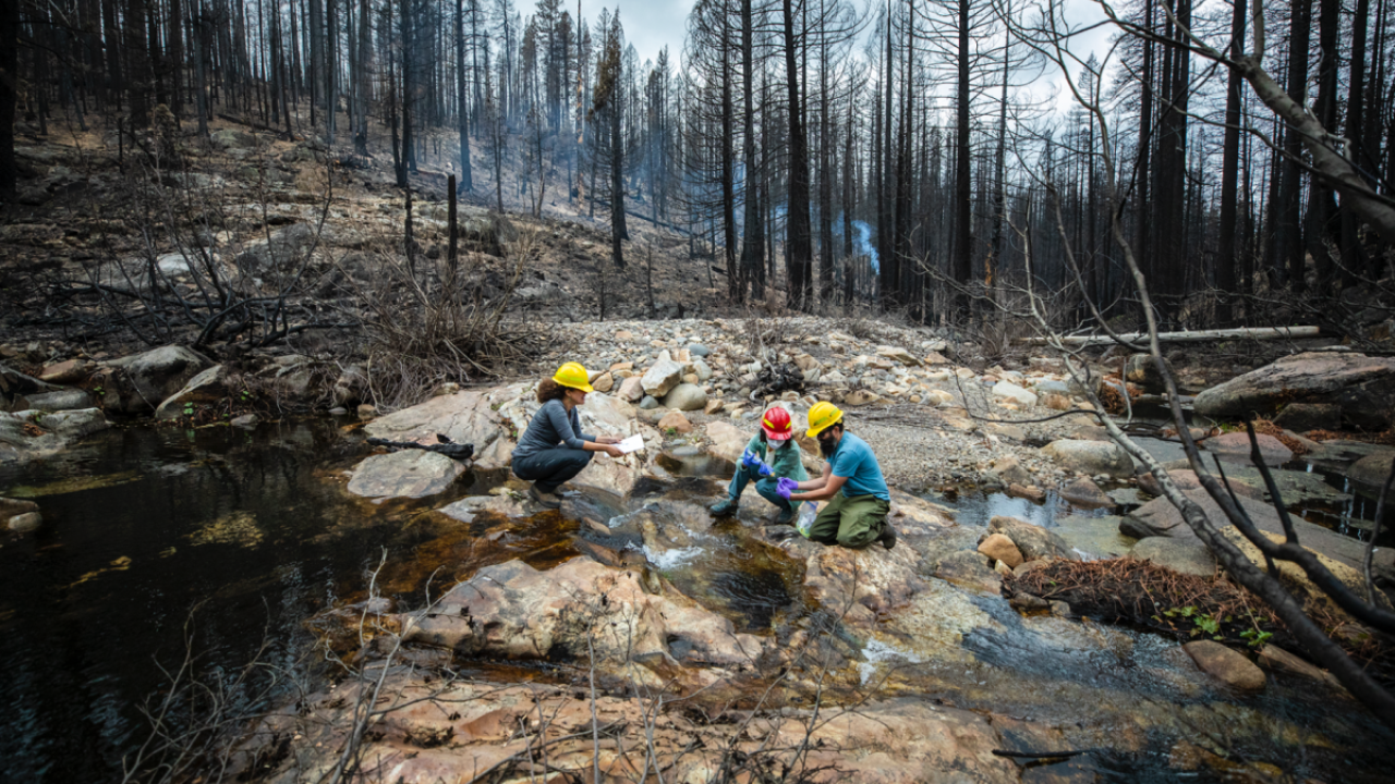 Researchers working near a creek in a burned forest