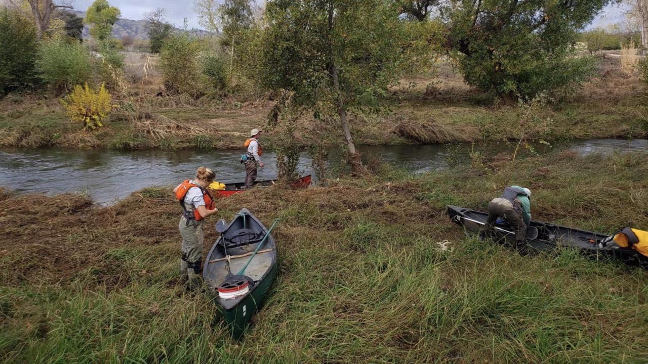 Putah Creek canoe salmon _(c) Dennis Cocherell-UC Davis