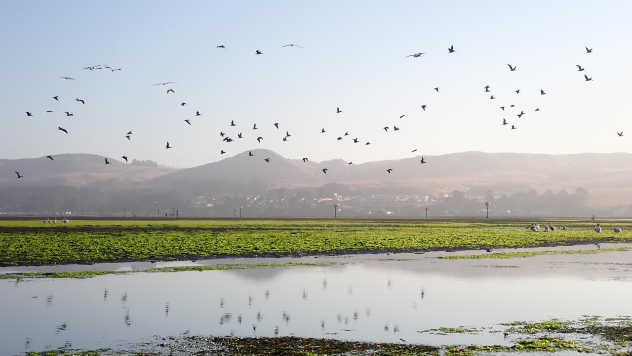 Marsh with reflective water, green grass, distant hills, flock of birds in fligh