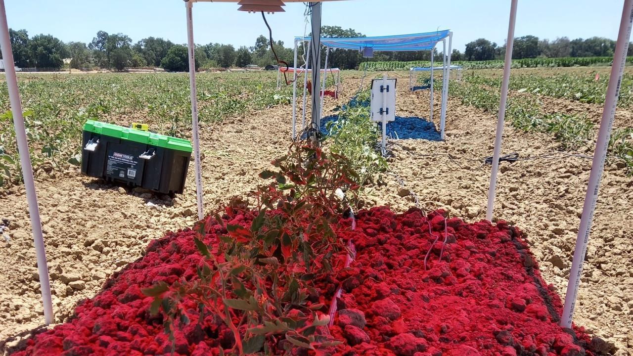 Plants grow under shades of red and blue light in a field