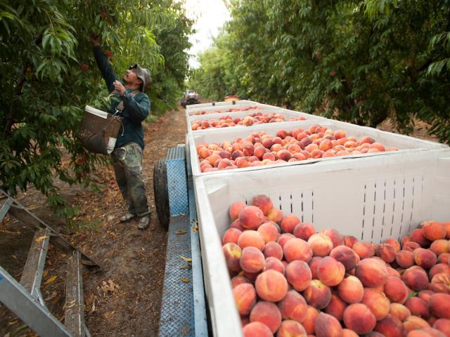 Worker picks peaches near bins full of the fruit