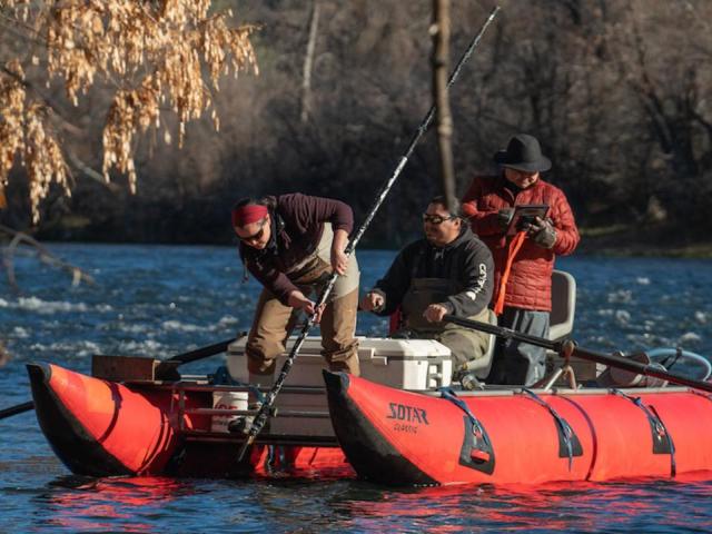Yurok Tribal Fisheries Nov2023 salmon carcass survey (c) Alysha Beck, UC Davis.