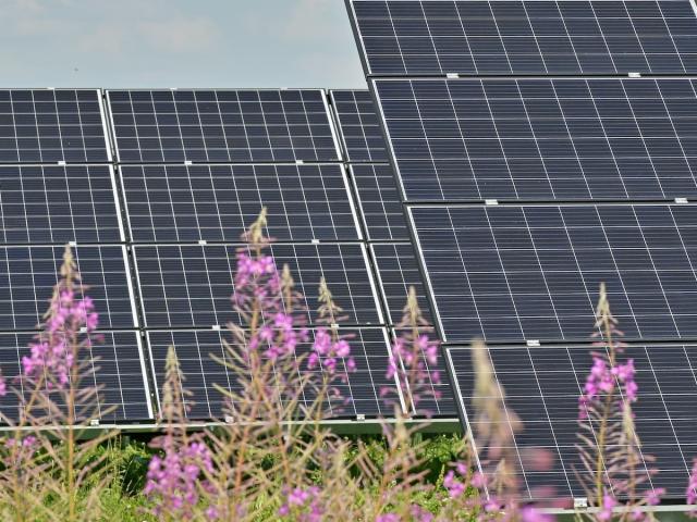 Wildflowers growing in front of an array of solar panels.