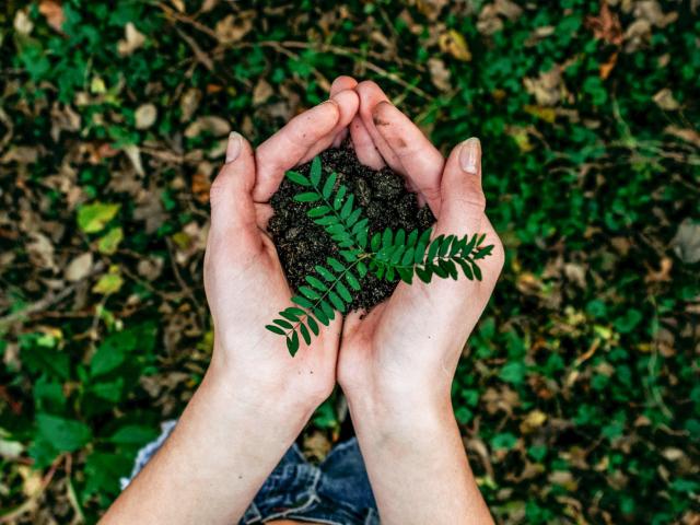 Hands holding a seedling in soil