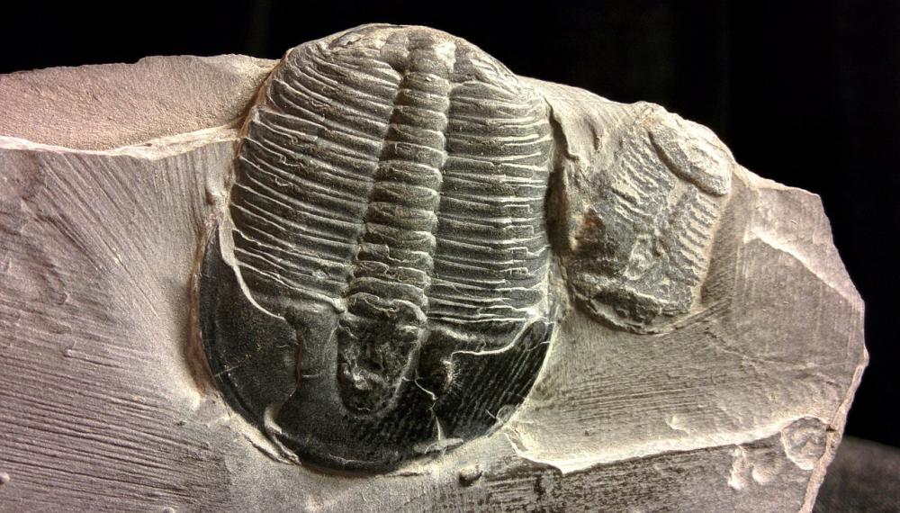 trilobite