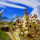 Yucca grows near a solar facility in the Mojave Desert. 