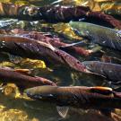 Chinook Salmon