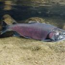 Salmon swimming