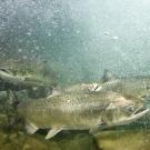 Chinook_Salmon