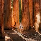 Man walking through grove of large trees