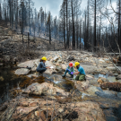 Researchers working near a creek in a burned forest