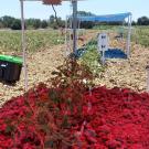 Plants grow under shades of red and blue light in a field