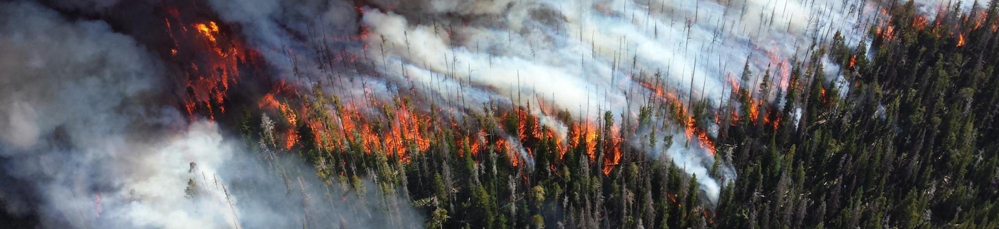 Forest Fire