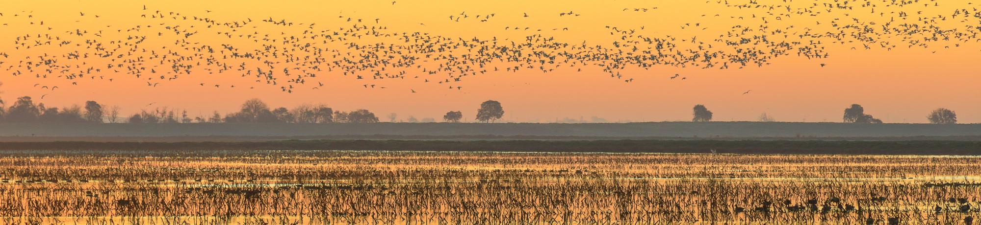 Sandhill cranes fly over marshy field at sunset