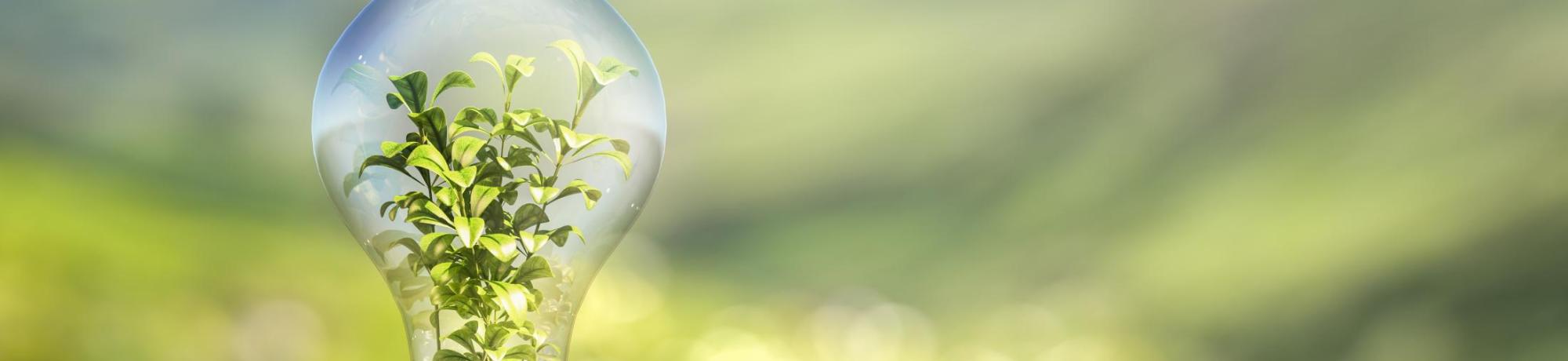 greenery inside a light bulb against a blurred background of green hills