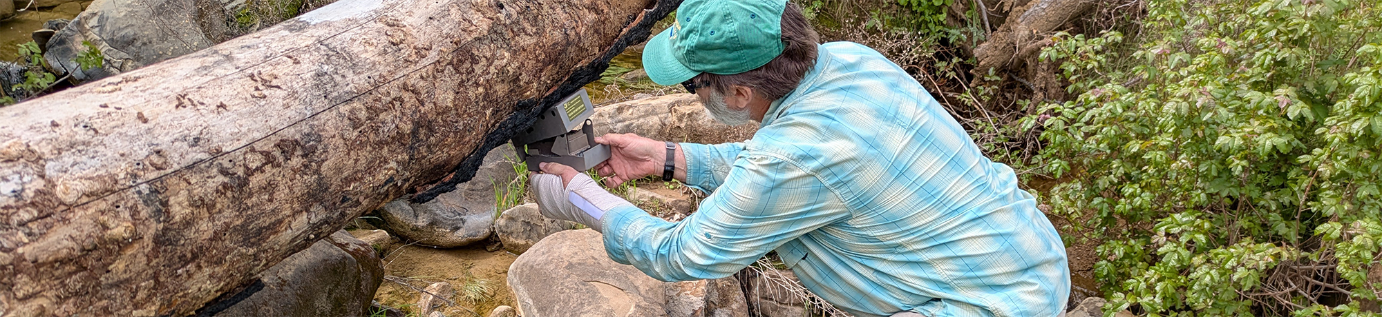 researcher collecting sample from trunk of fallen tree